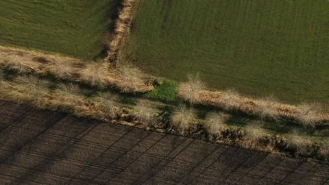 An aerial view of a tree line that goes along a hiking road between a brown Stock Footage 142749302