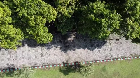 Aerial view of tree-lined cobblestone pathway Video stock 279641558