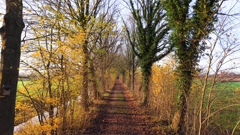Aerial view of tree lined path with autumn foliage fallen leaves and waterway Stockbeeldmateriaal 323011690