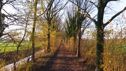 Aerial view of tree lined path with autumn foliage, fallen leaves, and waterway Stock Footage 323472743