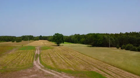 Aerial view of tree in middle of field Stock Footage 221514805