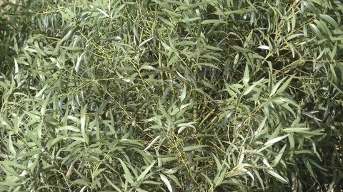 Aerial view of tree moving in the wind, aerial Видео 89492926