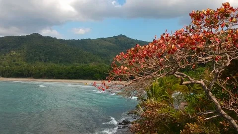 Aerial view of a tree at Nagtabon beach, Philippines Stock Footage 109815852