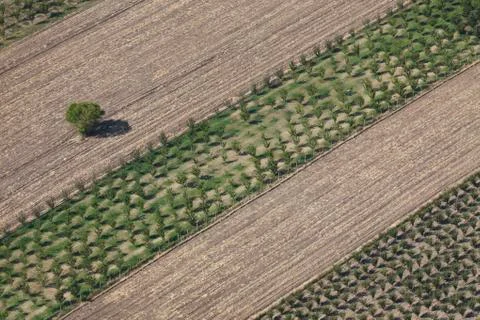 Aerial view tree Foto stock