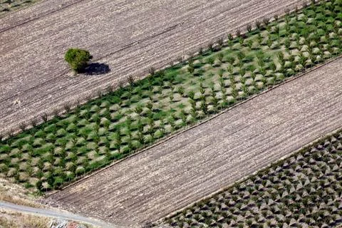 Aerial view tree Foto stock