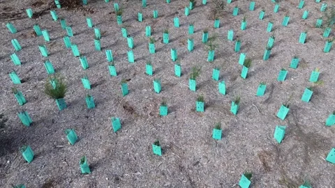 Aerial view of tree saplings growing in green protectors Video stock 337810001