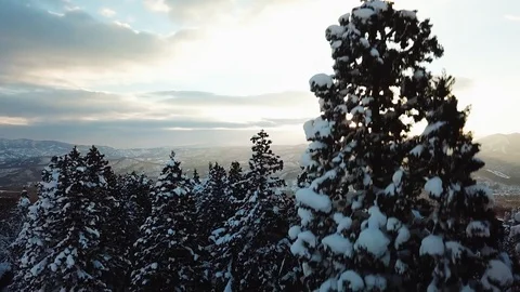 Aerial view of tree with snow among forest, Myoko, Niigata, Japan Stock Footage 107265148
