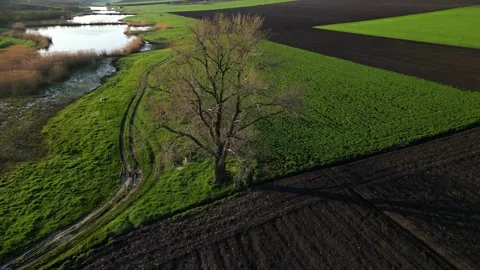Aerial view of the tree  on spring field Stock Footage 242921404