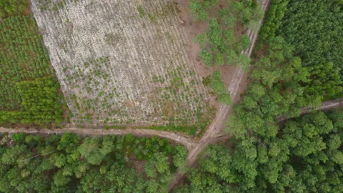 Aerial view of tree, top view Stock Footage 221625083
