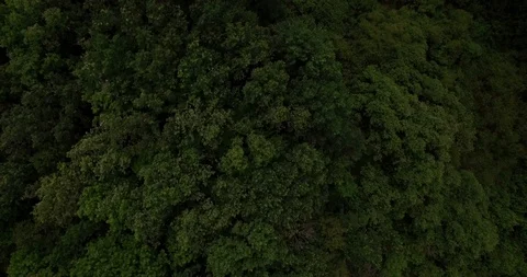 Aerial view on tree tops of a deep forest Stock Footage 88362669
