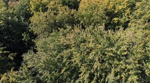 Aerial view in tree tops Stock Footage 42157393