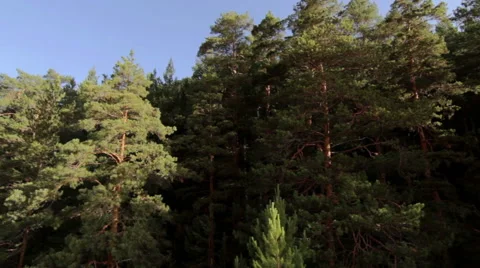 Aerial view of the tree tops Video stock 59629201