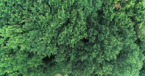 Aerial view of tree tops in a forest in summer Stock Footage 78292765