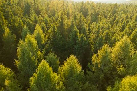 Aerial view of tree tops of young dense forest at sunlight. Stock Photos