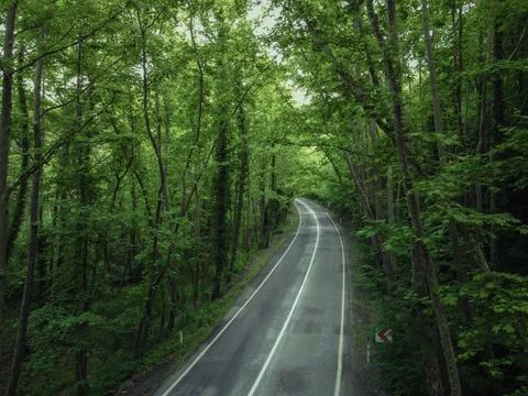 Aerial  view tree tunnel in spring Stock Photos