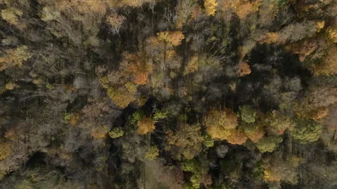 Aerial view trees and field Stock-Footage 222654201