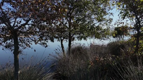 Aerial View of Trees and a Floodplain Lake Stock-Footage 296528085