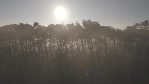 Aerial view of trees and mist, United Kingdom. Stock Footage 327666786