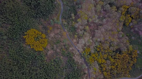 AERIAL VIEW OF TREES AND A ROAD Stock Footage 104804011