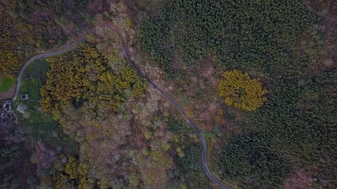 AERIAL VIEW OF TREES AND A ROAD Stock Footage 104804037