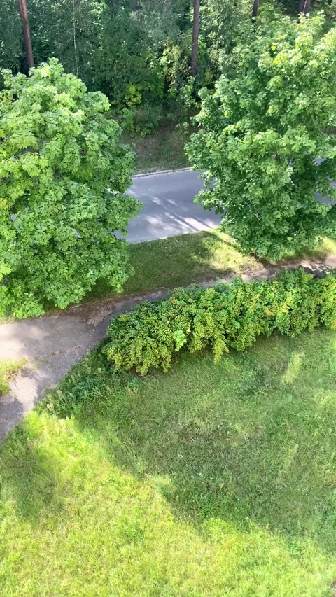 An aerial view of the trees and surrounding nature. Vertical video Stock Footage 282789967