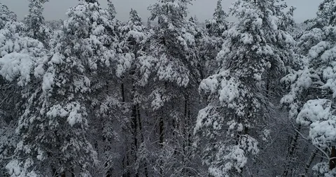 Aerial view. Trees are covered with snow. The drone moves down. 50fps, 4K. Stock Footage 99780733