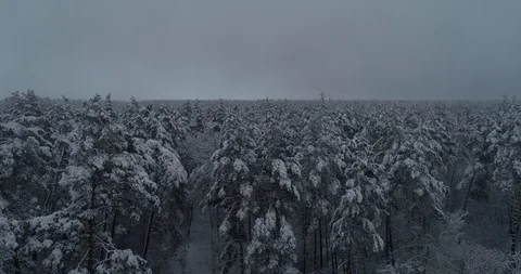 Aerial view. Trees are covered with snow. The drone moves downwards. 50fps, 4K. Stock Footage 99781008
