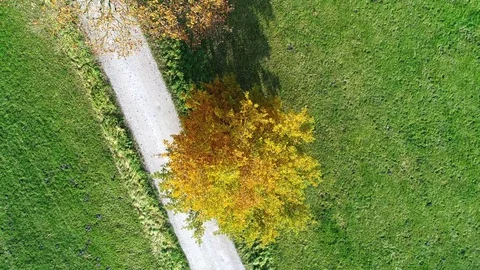 Aerial view of trees in autumn Stock Footage 81870274
