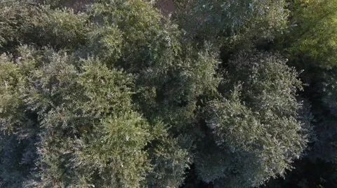 Aerial view of trees blowing in the wind. Vidéo 68928382