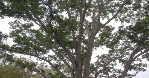 Aerial view of Trees canopys of the equatorial Forest in Africa Gabon 2015 Stock Footage 82355201