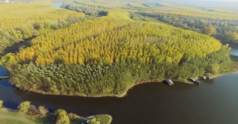 Aerial view of trees during autumn on sunny day in a forest near river Stock Footage 82286355