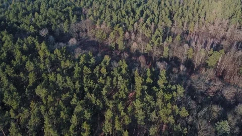 Aerial view of trees during Spring in Grunewald Forest Berlin Germany Vídeos de archivo 244126770