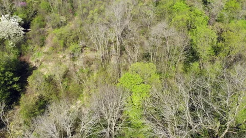 Aerial view of trees in early spring. Stock Footage 151060168