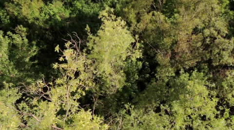Aerial view of the trees Video stock 59594725
