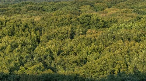 Aerial view of trees Video stock 67655233