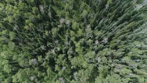 Aerial view of trees Video stock 188972831