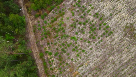 Aerial view of trees Stock Footage 221625328