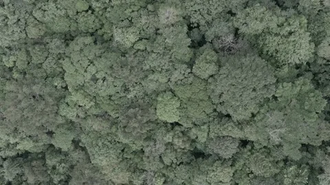 Aerial View of Trees Stock Footage 312947728