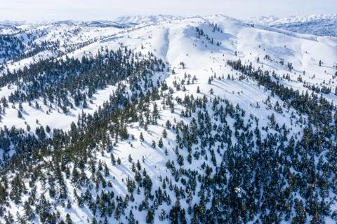 An aerial view of a Trees in the forest and mountains with covered snow. Stock Photos