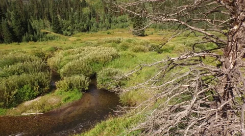 Aerial view of trees in forest Stock-Footage 60691190