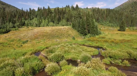 Aerial view of trees in forest Stock Footage 60691193