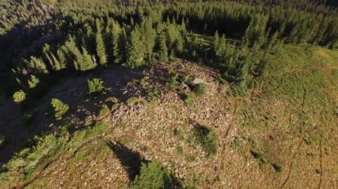 Aerial view of trees in forest Video stock 60691245