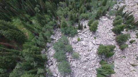 Aerial view of trees in forest Stock Footage 60691497