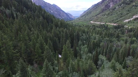 Aerial view of trees in forest Stock Footage 60691520