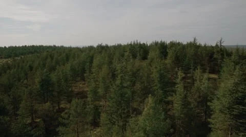 Aerial View of trees in forest, Grezes, Lot, France Stock-Footage 60453057
