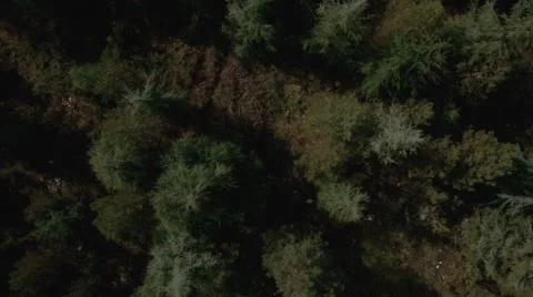 Aerial View of trees in forest, Grezes, Lot, France Stock Footage 60455638