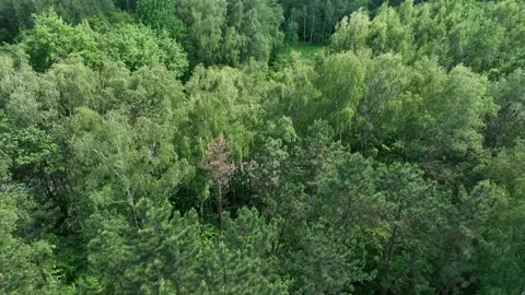 Aerial view of the trees in the forest. Nature, wildlife concept. Taking care Stock Footage 196950607