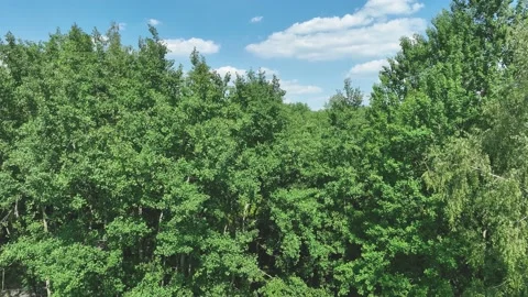 Aerial view of the trees in the forest. Nature, wildlife concept. Taking care Stock Footage 197341012