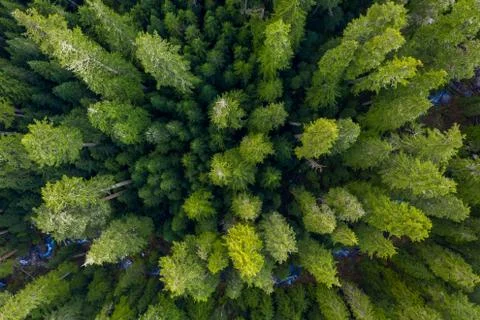 Aerial view of trees in the forest Stock Photos