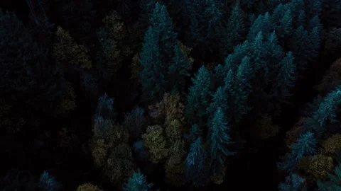 Aerial view of trees in a forest in rural Oregon Stock Footage 144630271